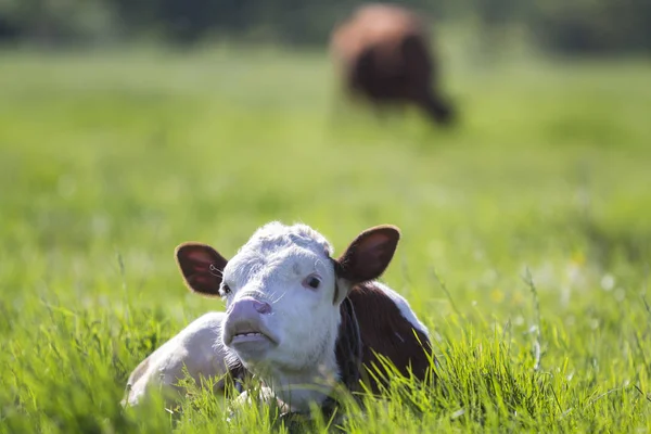 Close Funny White Brown Calf Looking Camera Showing Teeth Laying — Stock Photo, Image