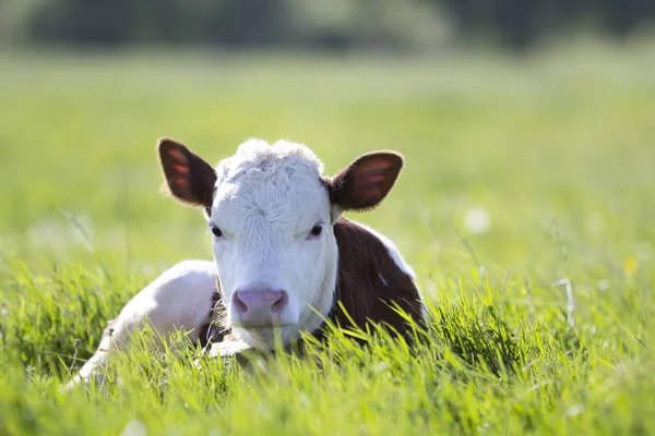 Close White Brown Calf Looking Camera Laying Green Field Lit — Stock Photo, Image