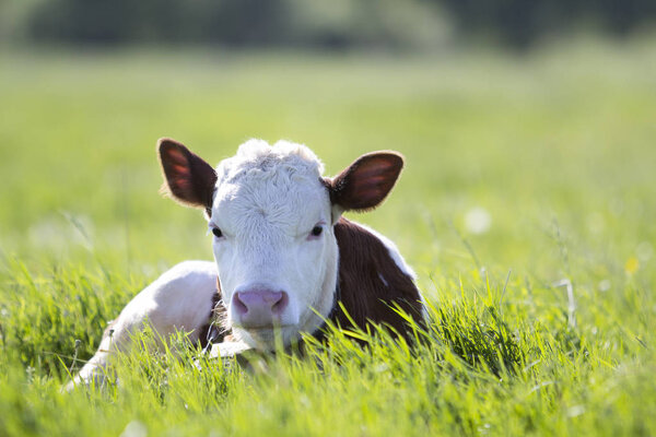 Close-up of white and brown calf looking in camera laying in green field lit by sun with fresh spring grass on green blurred background. Cattle farming, breeding, milk and meat production concept.