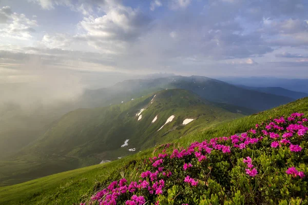 Lit Sun Mountain Slope Blooming Pink Flowers Foggy Mountains Green — Fotografia de Stock