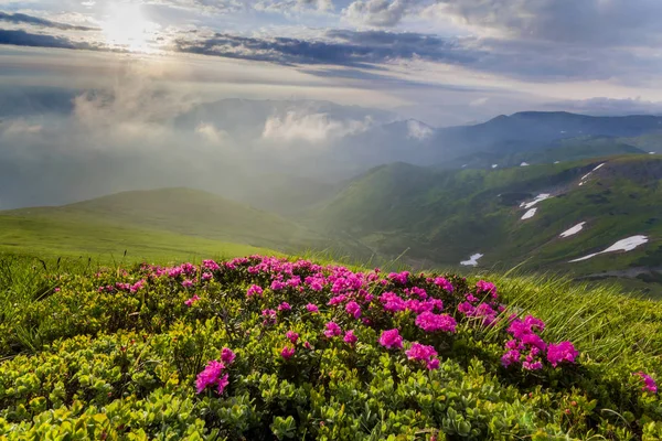 Piękny Widok Różanecznik Różowy Rue Kwiaty Kwitnące Zboczu Góry Mgłą — Zdjęcie stockowe