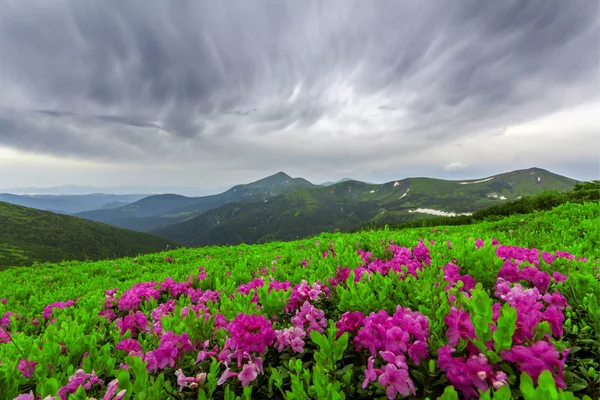 Bella Vista Rododendro Rosa Rue Fiori Che Fioriscono Sul Pendio — Foto Stock