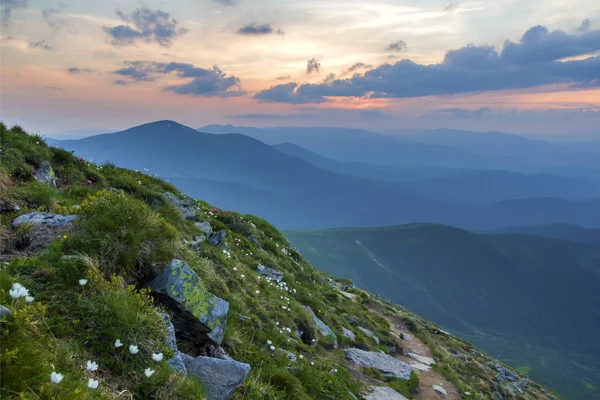 Weites Sommerliches Bergpanorama Morgengrauen Schöne Weiße Blumen Die Grünem Gras — Stockfoto