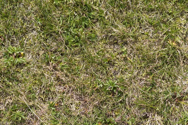 Close Top View Abstract Picture Weathered Dry Yellow Wild Grass — Stock Photo, Image