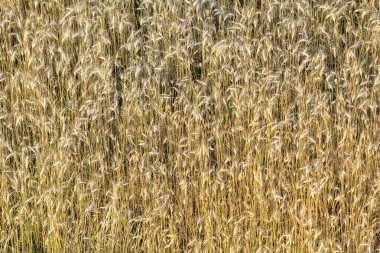 Yakın en iyi görünümünü izole yaktı kurutulmuş büyüyen güneş solmuş uzun altın sarısı yaz tarafından kahverengi vahşi, alan veya çim çimen arka plan. Tarım, tarım, soyut tasarım konsepti.