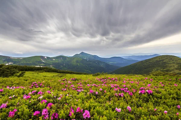 Bella Vista Rododendro Rosa Rue Fiori Che Fioriscono Sul Pendio — Foto Stock