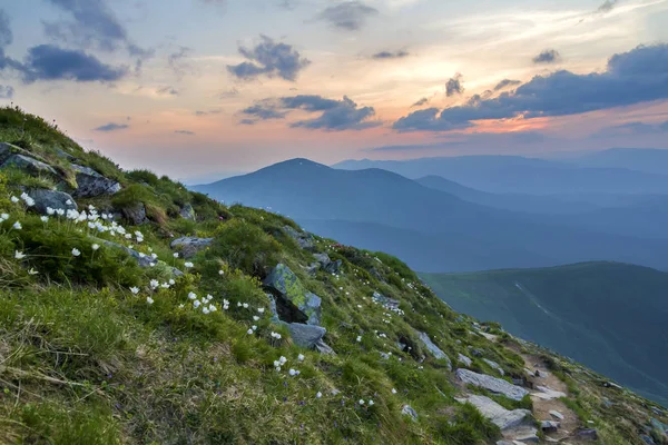 Weites Sommerliches Bergpanorama Morgengrauen Schöne Weiße Blumen Die Grünem Gras — Stockfoto