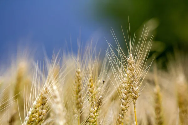 Close Van Warm Gekleurde Gouden Gele Rijp Tarwe Hoofden Zonnige — Stockfoto