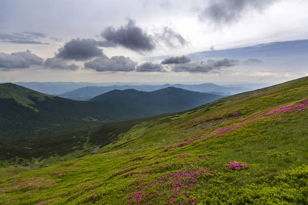 Pembe ormangülü güzel manzarasına rue yeşil çim ve Karpat Dağları ile dramatik bulutlar gökyüzü gün ışığında sisli Hills dağ yamacında çiçek açan çiçekler. Doğa kavramının güzellik.
