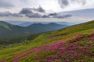 Pembe ormangülü güzel manzarasına rue yeşil çim ve Karpat Dağları ile dramatik bulutlar gökyüzü gün ışığında sisli Hills dağ yamacında çiçek açan çiçekler. Doğa kavramının güzellik.