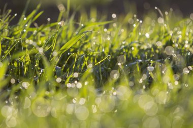 Makro soyut resim yakından büyüyen parlak taze temiz ışık yeşil çim bıçaklar bokeh arka plan üzerinde güneşli bahar ya da yaz günü bulanık güneş tarafından yaktı. Doğal çevre kavramının güzellik.