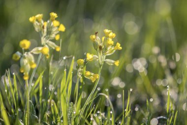 Sabah güneşi alan veya bahçe bulanık sisli yumuşak yeşil bokeh arka plan üzerinde yüksek kaynaklanıyor çiçek açan tarafından izole yakın çekim ihale güzel vahşi sarı çiçekler yaktı. Güzellik ve uyum doğa kavramının.