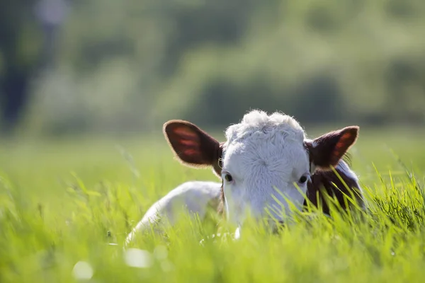 Close White Brown Calf Looking Camera Laying Green Field Lit — Stock Photo, Image