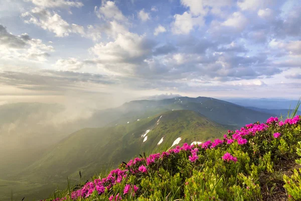 Lit Sun Mountain Slope Blooming Pink Flowers Neblgy Mountains Green — Foto de Stock