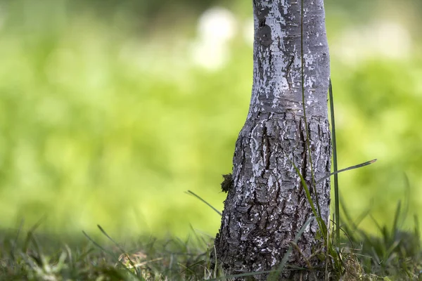 Närbild Detalj Isolerade Upplyst Sommarsolen Växer Ensam Stark Svartvita Trädstam — Stockfoto