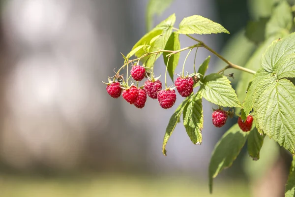 Nahaufnahme Isolierter Von Der Sommersonne Beleuchteter Zweig Schöner Reifer Roter — Stockfoto