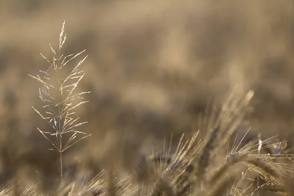 Nahaufnahme Von Warm Gefärbten Goldgelben Reifen Fokussierten Weizenköpfen Sonnigen Sommertagen — Stockfoto