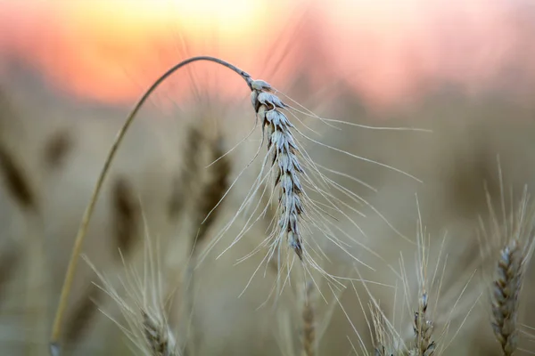 Close Van Warm Gekleurde Goudgeel Rijp Gericht Tarwe Hoofden Zonnige — Stockfoto