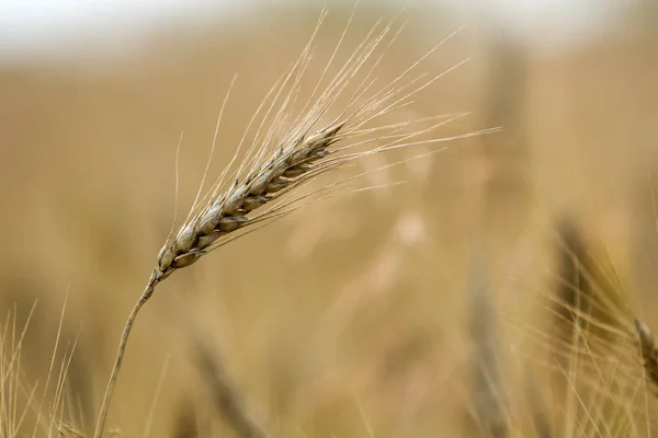 Close Van Warm Gekleurde Goudgeel Rijp Gericht Tarwe Hoofd Zonnige — Stockfoto