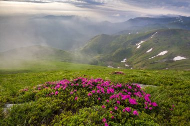 Güneş dağ yamacı çiçek pembe çiçekli tarafından sisli dağlar yeşil çim ve kar arka plan parlak mavi bulutlu gökyüzü altında yamalari ile yaktı. Ekoloji sorunları ve doğa kavramının güzellik.