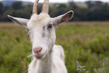 Güzel beyaz tüylü yakın çekim profil portresi bulanık yeşil çimenli alanlarda, ağaçlar ve uzak köy evleri arka plan üzerinde parlak güneşli sıcak yaz gününde uzun boynuzlu keçi sakallı.