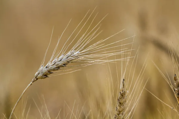 Close-up of warm colored golden yellow ripe focused wheat head on sunny summer day on soft blurred foggy meadow wheat field light brown background. Agriculture, farming and rich harvest concept.