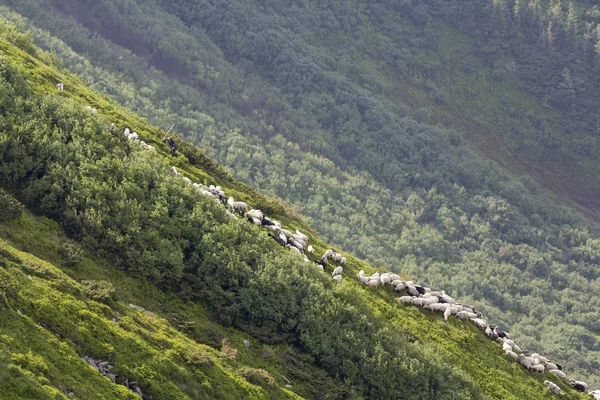 Green grassy steep hill with small silhouette of man shepherd guiding big flock of sheep and lambs on foggy pine trees forest background. Farming and breeding sheep in difficult conditions concept.