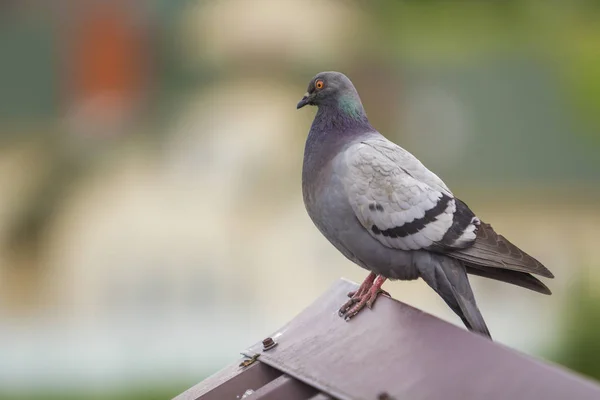 Portrait Gros Plan Beau Gros Pigeon Gris Blanc Avec Œil — Photo