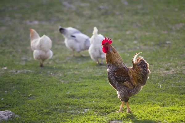 Group of grown healthy white hens and big brown rooster feeding on fresh first green grass outside in spring field on bright sunny day. Chicken farming, healthy meat and eggs production concept.