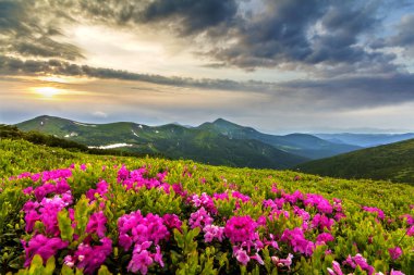 Pembe ormangülü güzel manzarasına rue yeşil çim ve Karpat Dağları ile dramatik bulutlar gökyüzü gün ışığında sisli Hills dağ yamacında çiçek açan çiçekler. Doğa kavramının güzellik.
