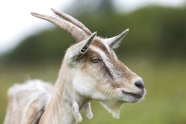 Güzel beyaz tüylü yakın çekim profil portresi bulanık yeşil çimenli kuyularının ağaçlar arka plan üzerinde parlak güneşli sıcak yaz gününde uzun boynuzlu keçi sakallı.