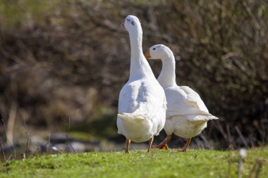 İki büyük kaz huzur içinde birlikte karanlık bulanık forest doğru yeşil otsu çayır parlak güneşli gün yürüyüş beyaz. Güzellik kuşlar, Aile içi Tavukçuluk ve yaban hayatı koruma kavramı.