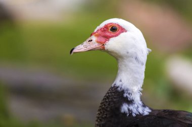 Alan arka plan bulanık ışık kafasına büyük güzel güzel besili siyah ve beyaz Misk ördeği kopyalama.