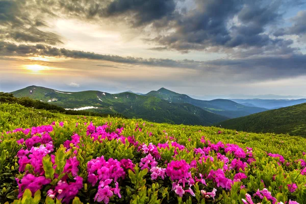 美丽的粉红色杜鹃 在山坡上盛开的花朵 有雾的丘陵与绿色的草地和在远处与戏剧性的云天空的山脉 自然之美 — 图库照片