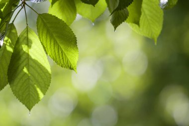 Güzel taze parlak kiraz yaprakları Close-up bulanık parlak bokeh kopya alan arka plan üstünde perde gibi asılı sun tarafından yaktı. Güzellik ve doğa, tarım ve Bahçe kavramı koruma.