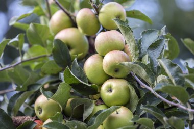 Güzel yeşil elma ile yakın çekim grup çiğ yeşil yaprakları parlak yaz güneş tarafından bulanık bokeh mavi arka plan üzerinde yaktı ile elma ağacı dalı olgunlaşma asılı damla. Tarım kavramı.