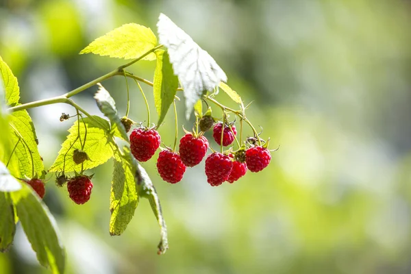 Nahaufnahme Isolierter Von Der Sommersonne Beleuchteter Zweig Schöner Reifer Roter — Stockfoto