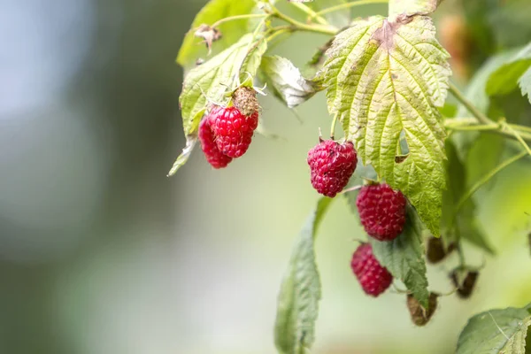 Nahaufnahme Isolierter Von Der Sommersonne Beleuchteter Zweig Schöner Reifer Roter — Stockfoto