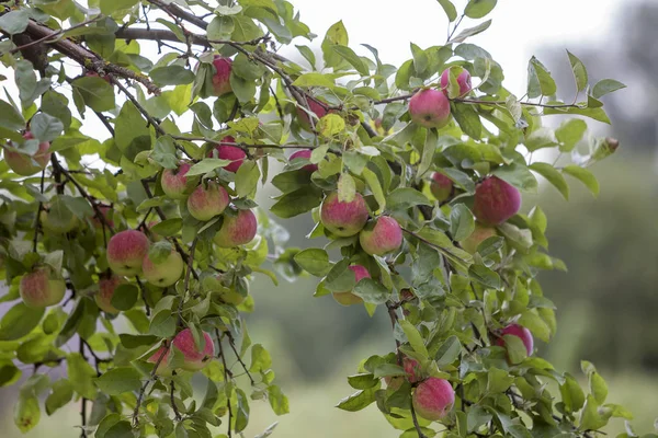 Primer Plano Manojo Hermosas Manzanas Verdes Con Gotas Rocío Que —  Fotos de Stock