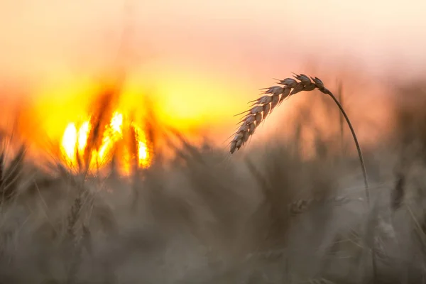 Close Van Warm Gekleurde Goudgeel Rijp Gericht Tarwe Hoofden Zonnige — Stockfoto