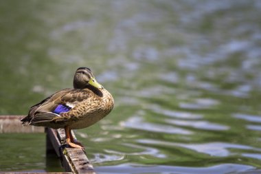 Yaban ördeği kahverengi oturma dinlenme eski yıkık köprü çerçeve üzerinde parlak güneş köpüklü su birikintisi su arka tarafından yaktı. Sezon kavramı avcılık güzel fauna, ekoloji ve yaban hayatı koruma.