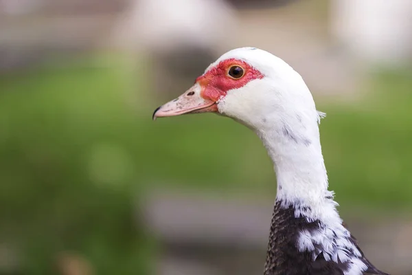 Grande Agradável Bonito Engorda Preto Branco Almíscar Pato Cabeça Embaçado — Fotografia de Stock