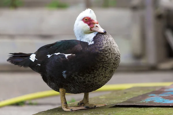 Big Nice Beautiful Fattened Black White Musk Duck Outdoors Yard — Stock Photo, Image