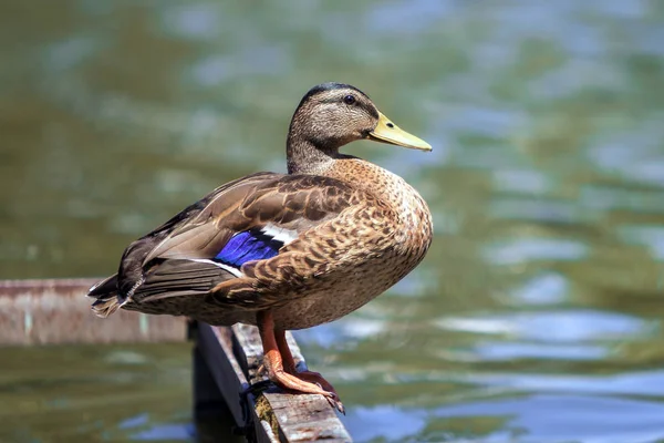 Wild brown duck sitting resting on old ruined bridge frame on bright lit by sun sparkling pond water background. Beautiful wildlife, ecology and fauna protection, hunting season concept.