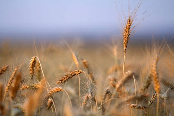 Close Van Warm Gekleurde Goudgeel Rijp Gericht Tarwe Hoofden Zonnige — Stockfoto