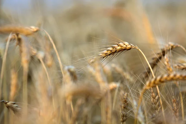 Close Van Warm Gekleurde Goudgeel Rijp Gericht Tarwe Hoofden Zonnige — Stockfoto