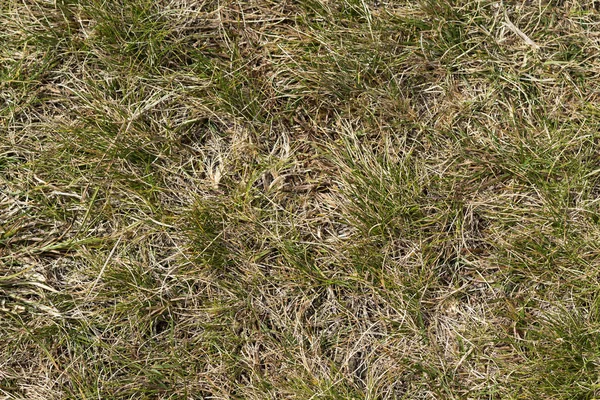 Nahaufnahme Von Oben Abstraktes Bild Eines Verwitterten Trockenen Gelben Wildgrasfeldes — Stockfoto