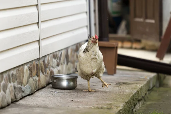 Big nice beautiful white hen drinking water from pan outdoors in yard on bright sunny summer day on blurred white house wall background. Farming of poultry, chicken meat and eggs production concept.