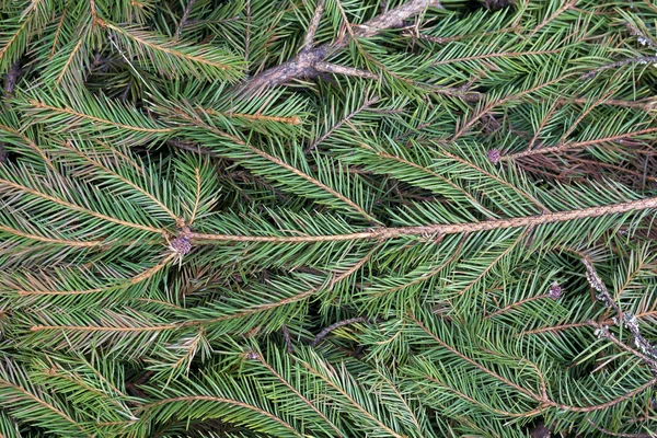 照らされて太陽密な新鮮な緑自然な松の木 モミの木の枝の上から見た画像を閉じます クリスマスのテーマ 抽象的な背景 環境保護の概念 — ストック写真
