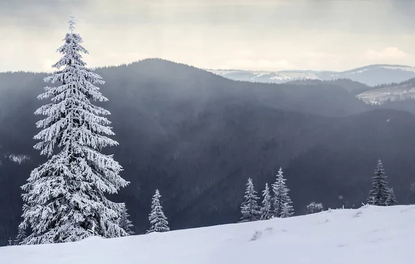 Zimní Horské Krajiny Sněhem Zahrnuty Borovic — Stock fotografie